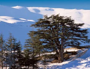 Cedars